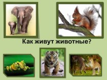 Презентация Как живут животные презентация к уроку по окружающему миру (1 класс)