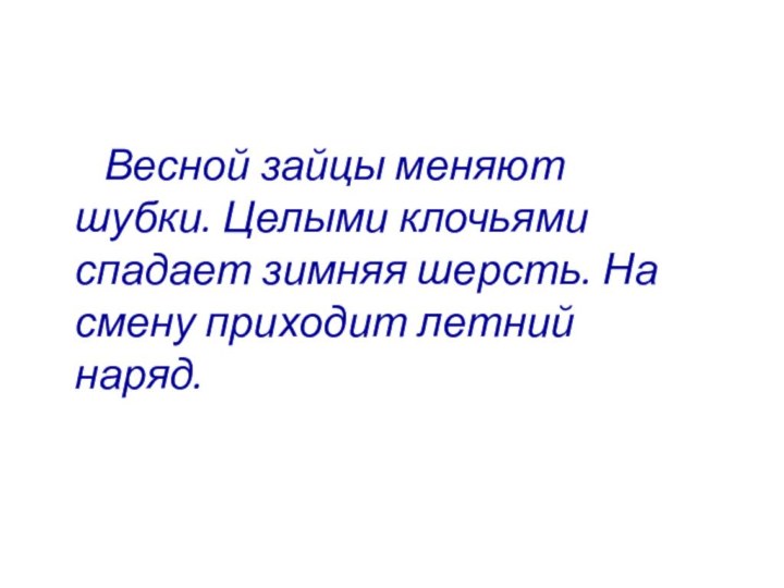 Весной зайцы меняют шубки. Целыми клочьями спадает зимняя шерсть. На смену приходит летний наряд.