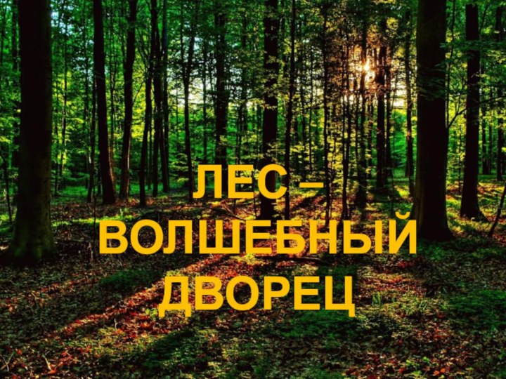 ЛЕС – ВОЛШЕБНЫЙ ДВОРЕЦ