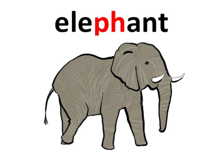 elephant