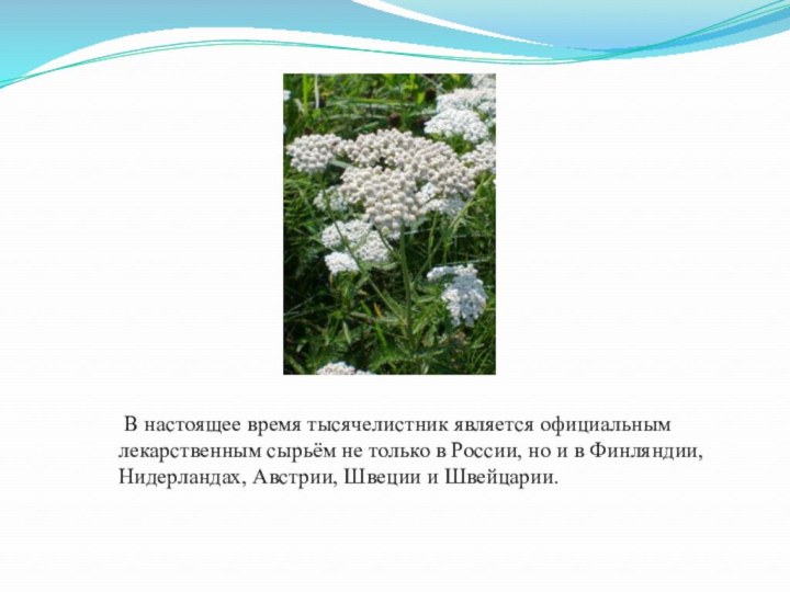  В настоящее время тысячелистник является официальным лекарственным сырьём не только в России,