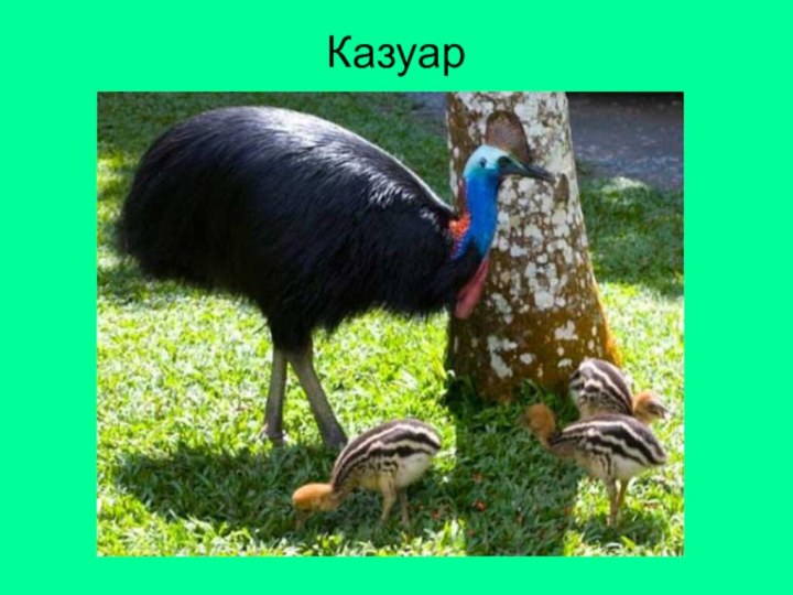 Казуар