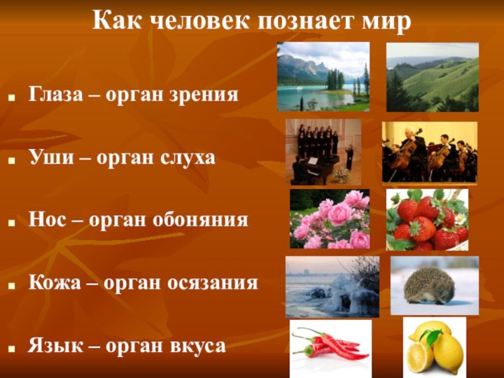 Как человек познает мирГлаза – орган зренияУши – орган слухаНос – орган