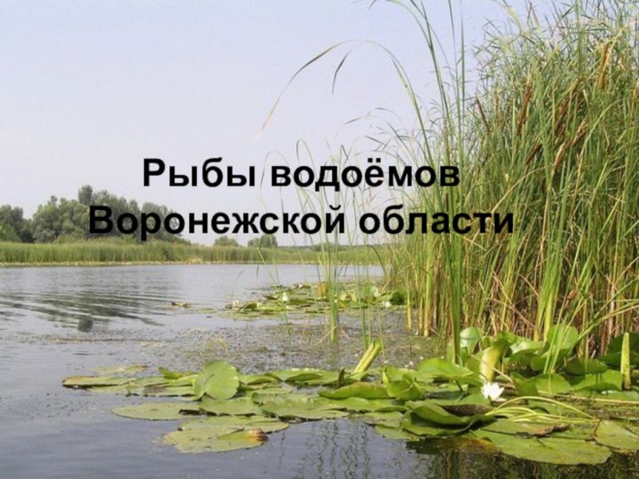Мир вокруг нас 4 классРыбы водоёмов Воронежской области