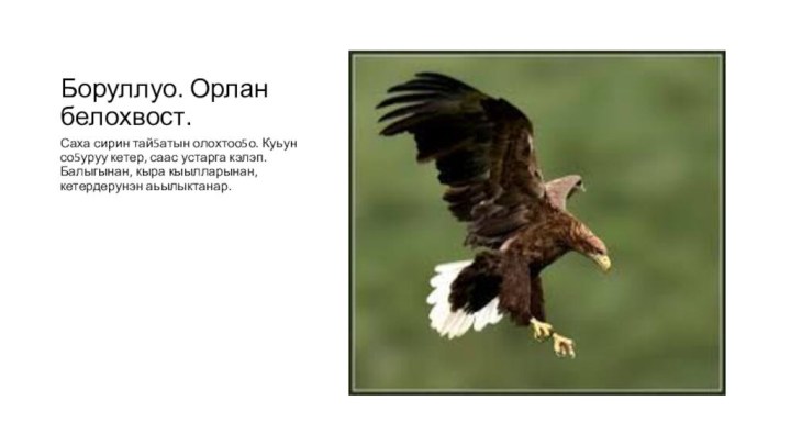 Боруллуо. Орлан белохвост.Саха сирин тай5атын олохтоо5о. Куьун со5уруу кетер, саас устарга кэлэп.