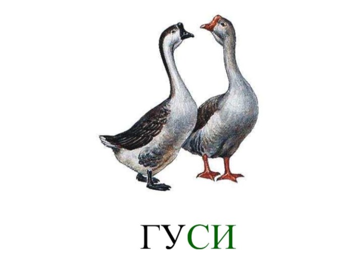 ГУСИ