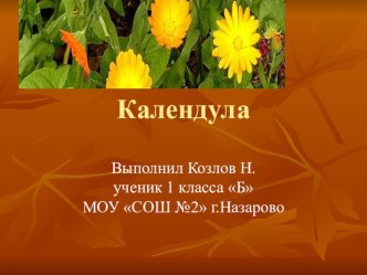 Kalendula Kozlov