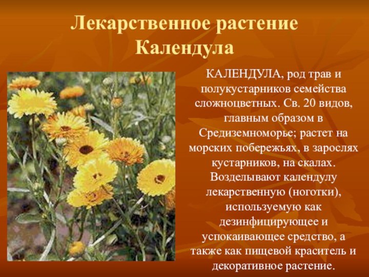 Лекарственное растение КалендулаКАЛЕНДУЛА, род трав и полукустарников семейства сложноцветных. Св. 20 видов,