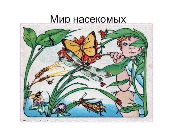 Мир насекомых