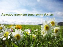 Лекарственные растения Алтайского края презентация к уроку по окружающему миру (старшая группа)