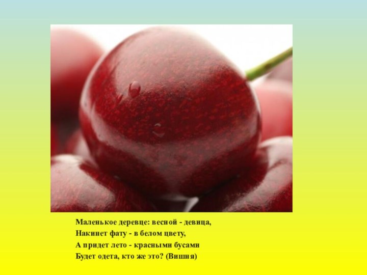 Маленькое деревце: весной - девица,Накинет фату - в белом цвету,А придет лето