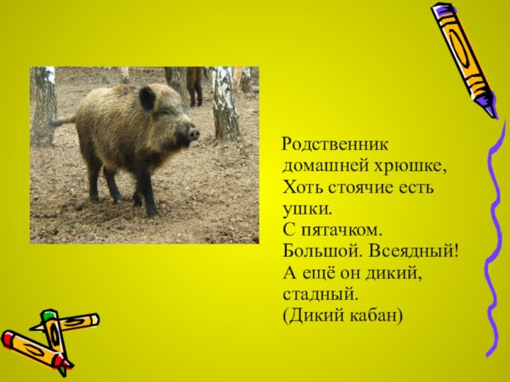 Родственник домашней хрюшке, Хоть стоячие есть ушки. С пятачком. Большой.