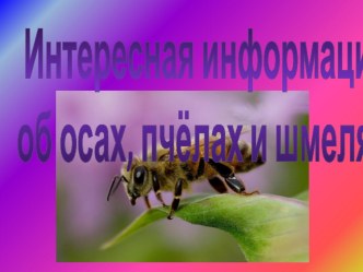 osypchelyi shmelipptx