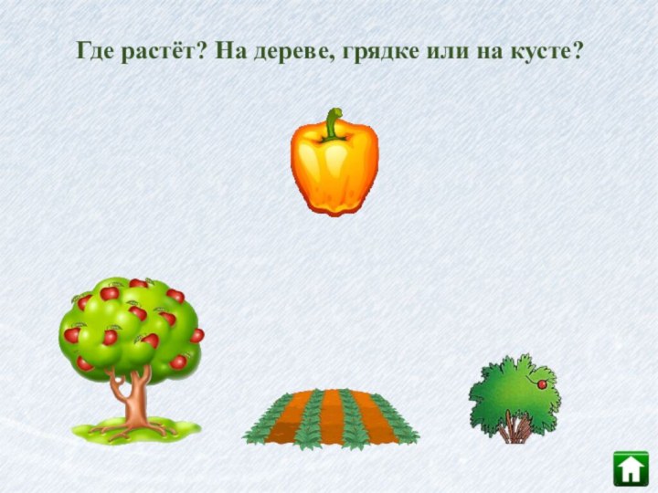 Где растёт? На дереве, грядке или на кусте?