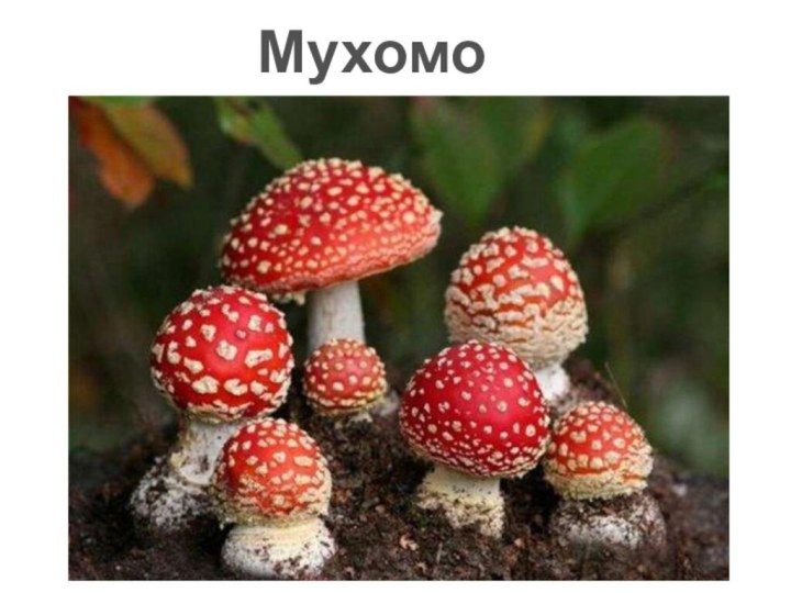 Мухомор