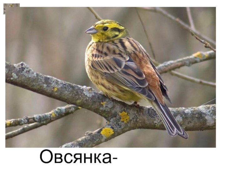 Овсянка- шĕпшĕл