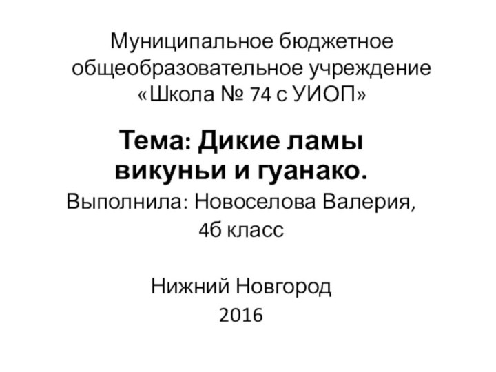 Муниципальное бюджетное общеобразовательное учреждение «Школа № 74 с УИОП»Тема: Дикие ламы викуньи