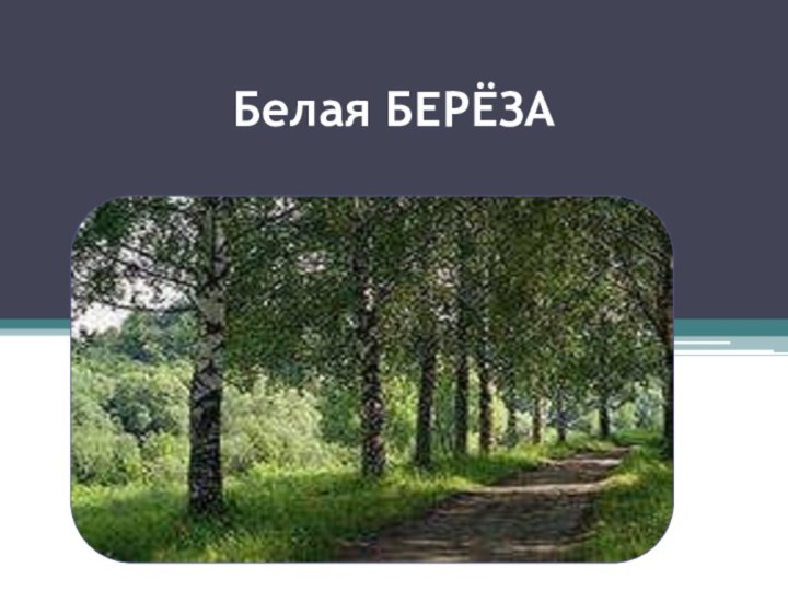 Белая БЕРЁЗА