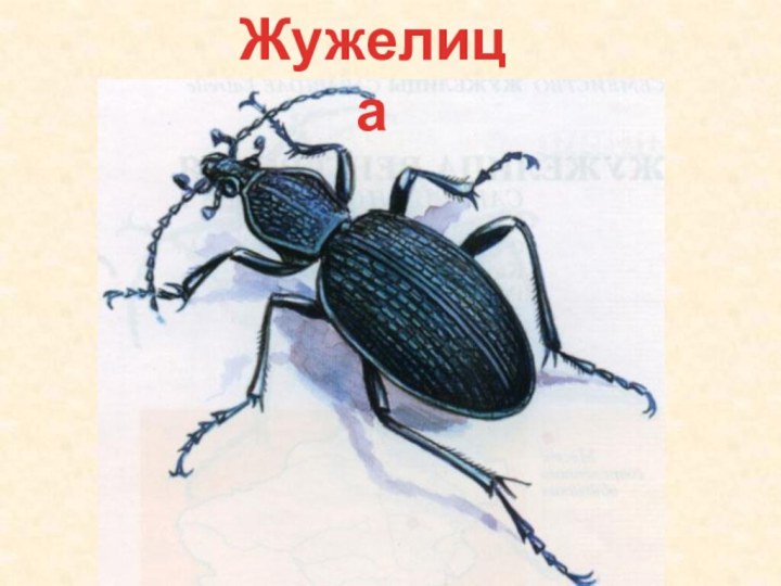 Жужелица