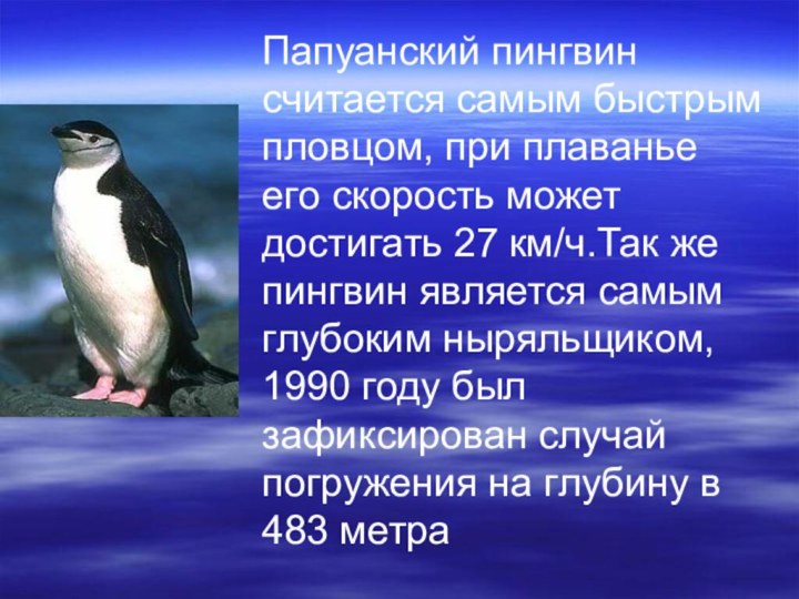 Папуанский пингвин считается самым быстрым пловцом, при плаванье его скорость может достигать