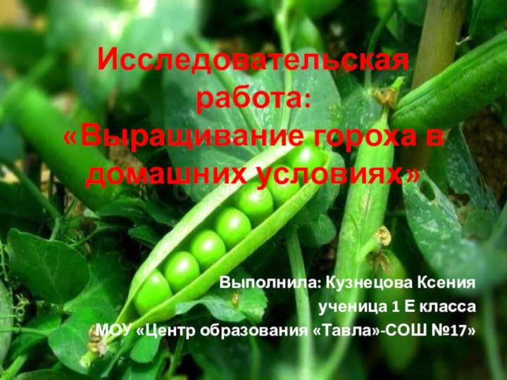 Исследовательская работа: «Выращивание гороха в домашних условиях»Выполнила: Кузнецова Ксения