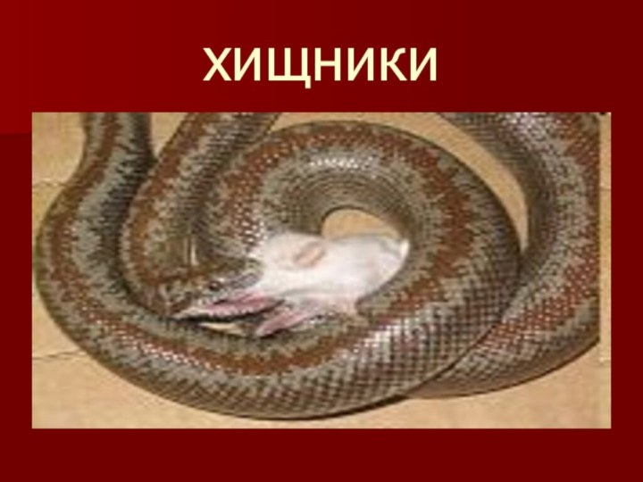 хищники