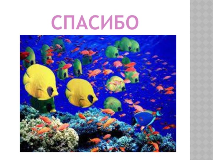 СПАСИБО