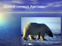Презентация к Международному дню полярного медведя (27 февраля) презентация к уроку по окружающему миру (средняя группа)