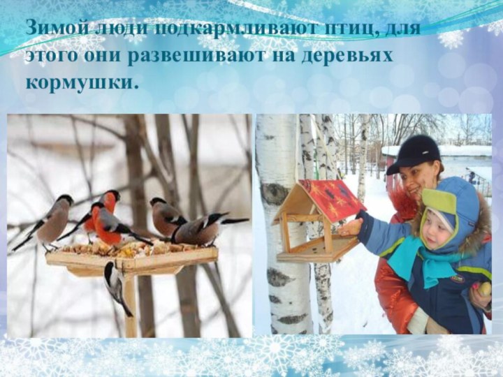 Зимой люди подкармливают птиц, для этого они развешивают на деревьях кормушки.