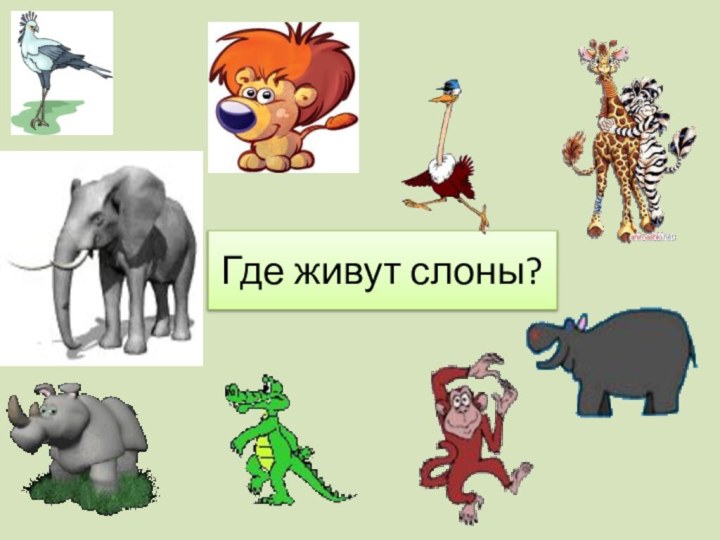 Где живут слоны?