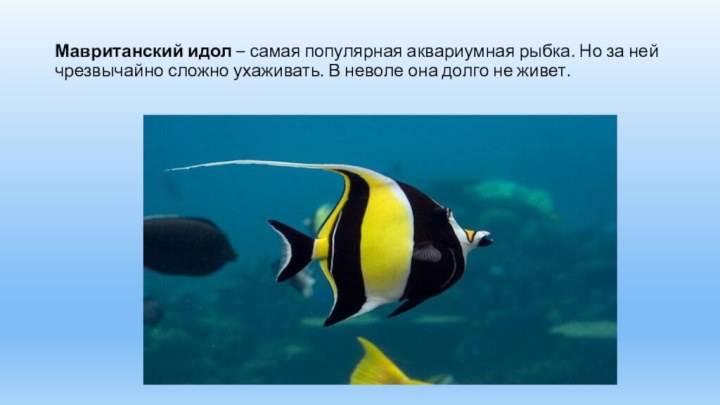 Мавританский идол – самая популярная аквариумная рыбка. Но за ней чрезвычайно сложно