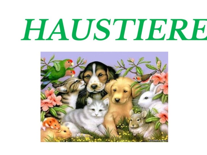 HAUSTIERE