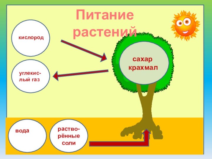 углекис-лый газ сахаркрахмалкислородводаПитание растенийраство-рённыесоли