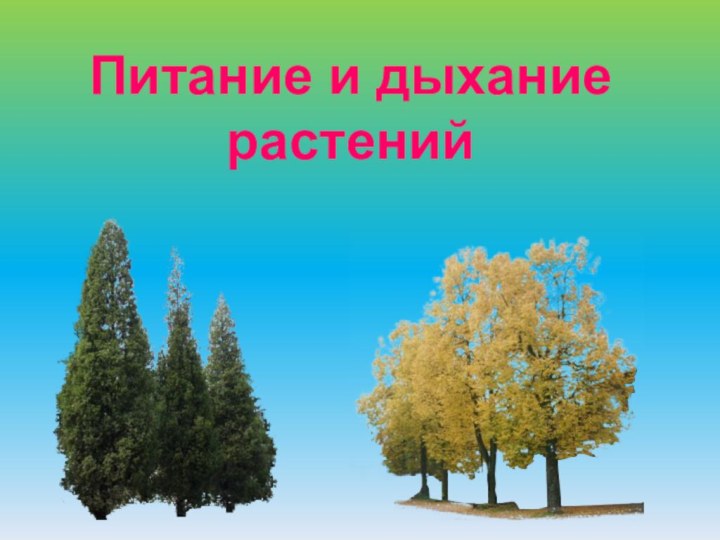 Питание и дыханиерастений