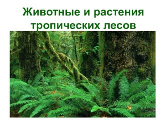 презентация Тропические леса презентация к уроку по окружающему миру (3 класс)