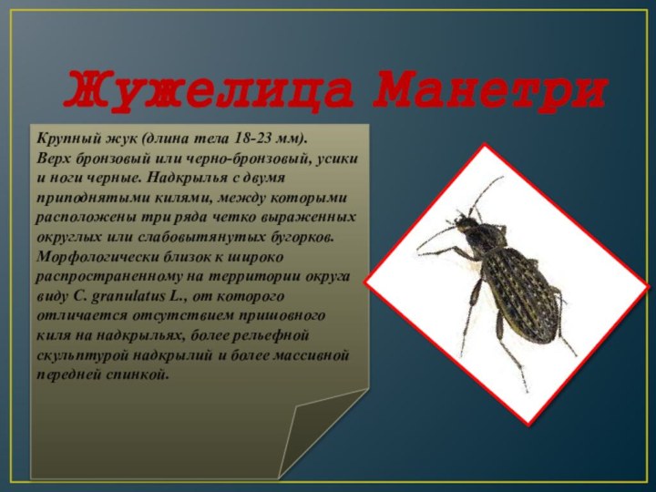 Жужелица МанетриКрупный жук (длина тела 18-23 мм). Верх бронзовый или черно-бронзовый, усики