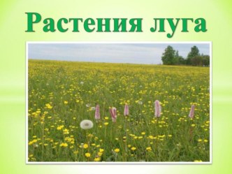 Презентация Растения луга презентация к уроку (старшая группа)