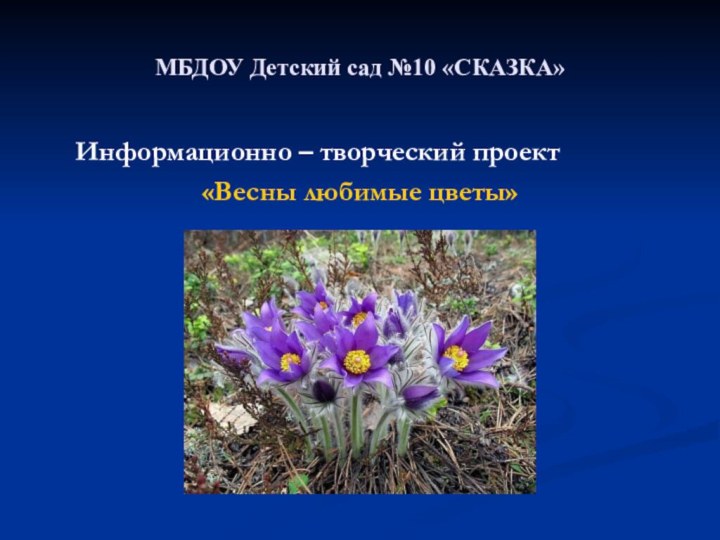 МБДОУ Детский сад №10 «СКАЗКА»  Информационно – творческий проект«Весны любимые цветы»