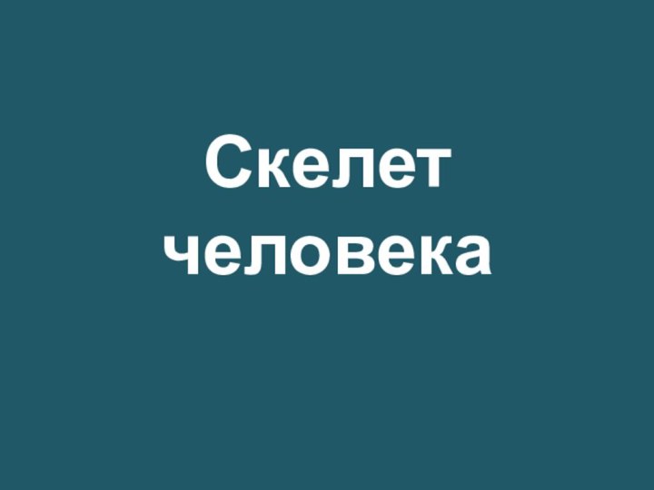 Скелет человека