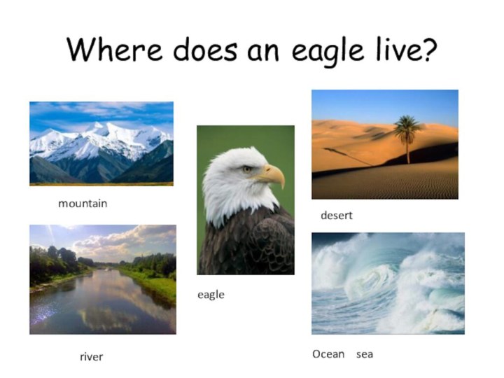 Where does an eagle live?mountaineagledesertriverOcean  sea