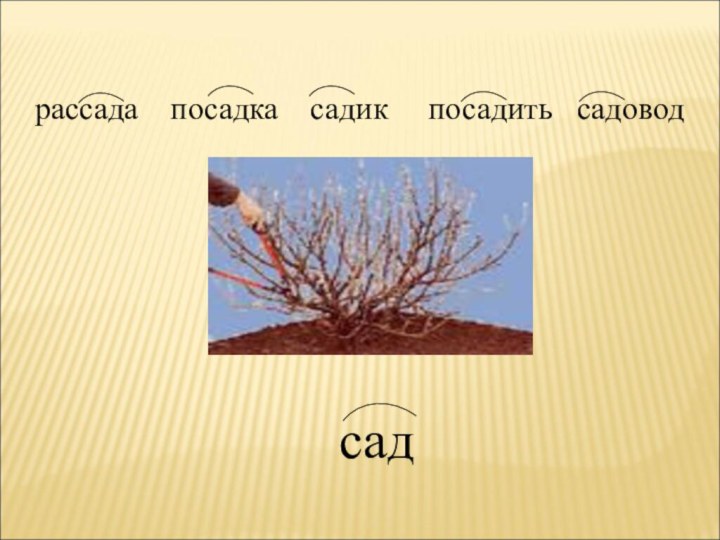 рассада  посадка  садик   посадить  садоводсад