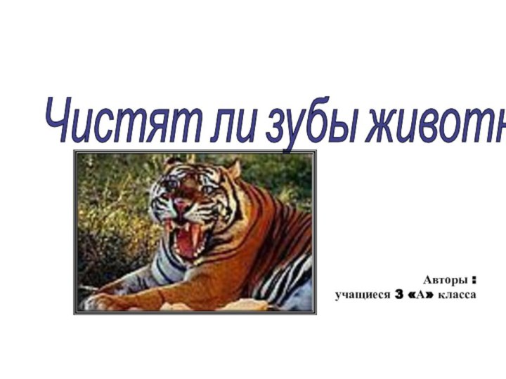 Чистят ли зубы животные? Авторы :учащиеся 3 «А» класса