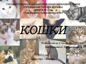 КОШКИ презентация к уроку (младшая группа)