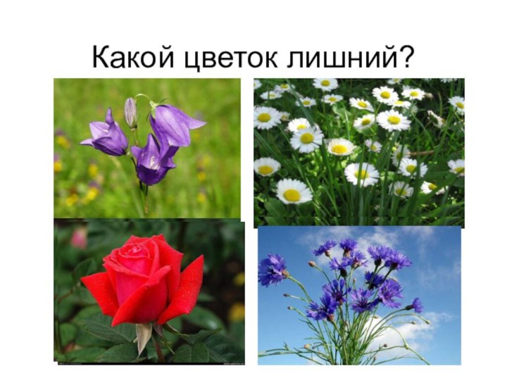 Какой цветок лишний?