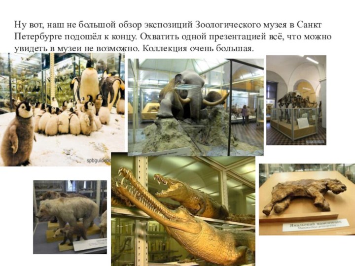 Ну вот, наш не большой обзор экспозиций Зоологического музея в Санкт Петербурге