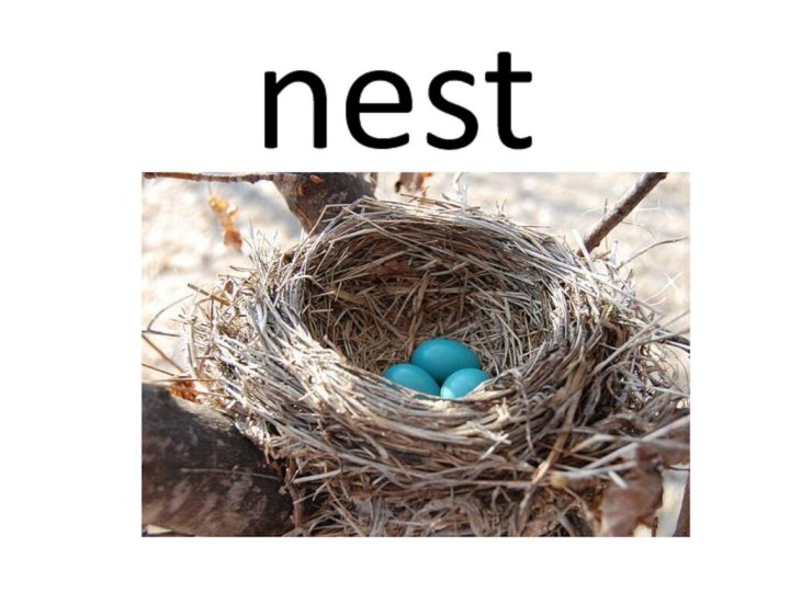 nest