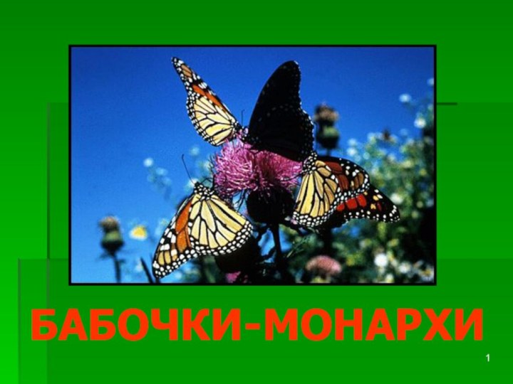 БАБОЧКИ-МОНАРХИ