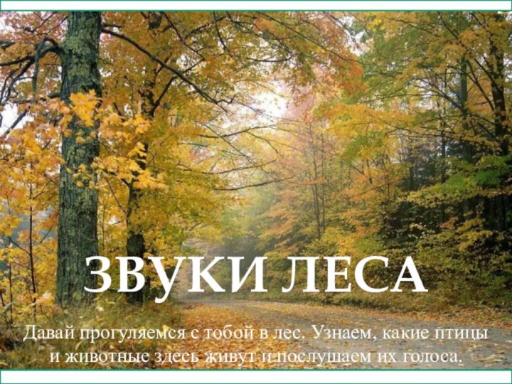 Давай прогуляемся с тобой в лес. Узнаем, какие птицыи животные здесь живут