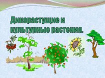 Презентация Дикорастущие и культурные растения, 1 класс презентация к уроку по окружающему миру (1 класс) по теме