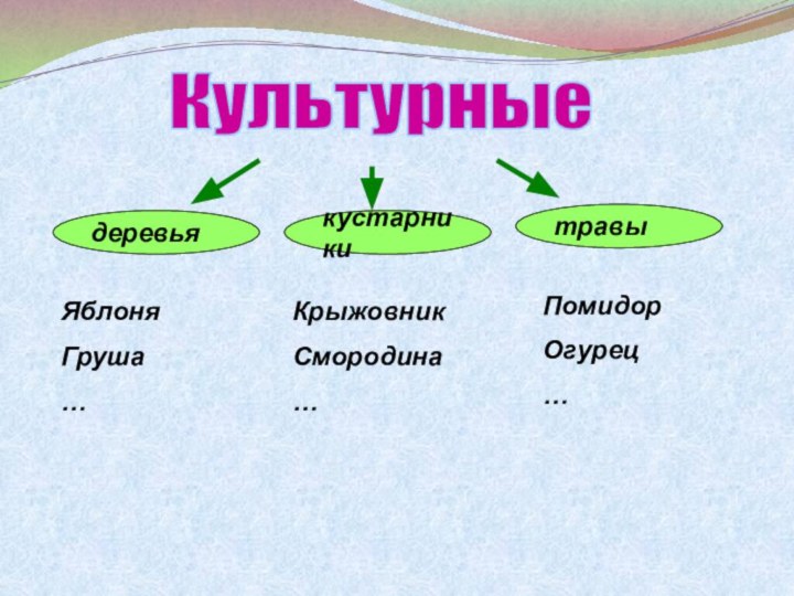 КультурныедеревьякустарникитравыЯблоняГруша…КрыжовникСмородина…ПомидорОгурец…